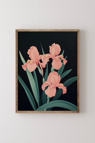 Coral Iris Print